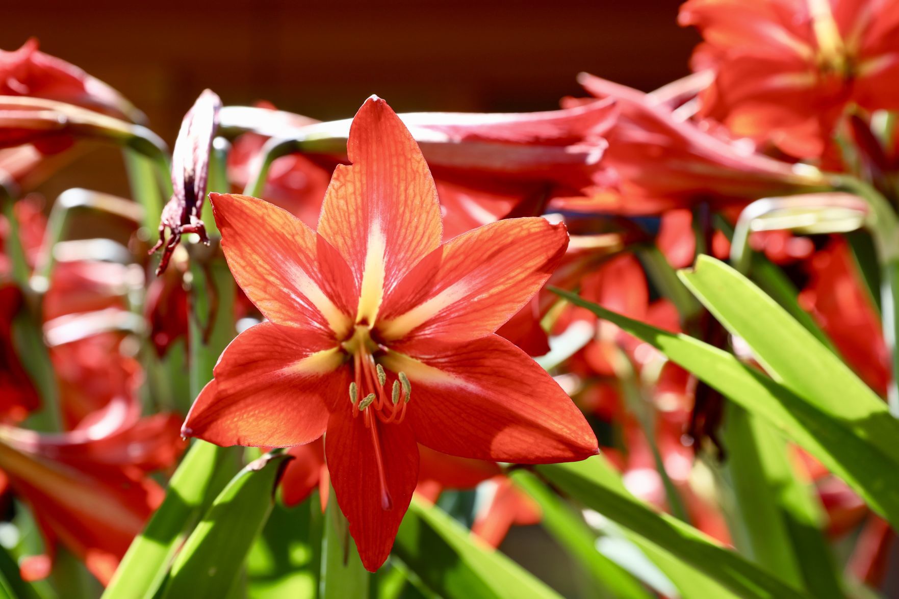 Amaryllis Bloom